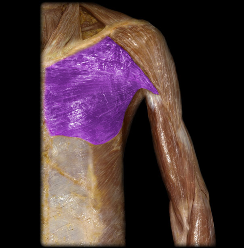 <p>Pectoralis major</p>