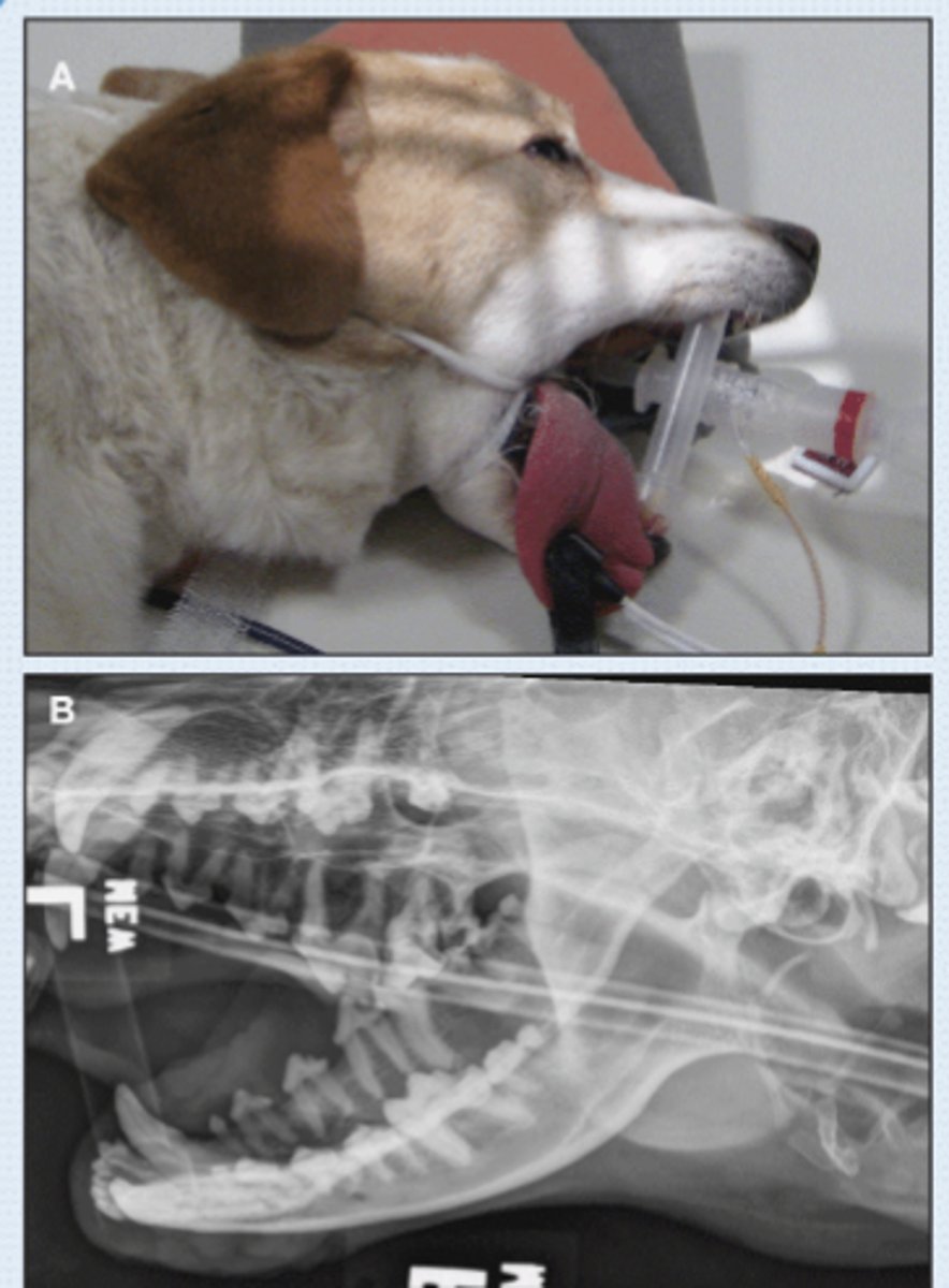 <p>• Patient in lateral recumbency</p><p>• Obliqued (rolled) to offset sides</p><p>• Markers to indicate laterality</p><p>- Marker closest to anatomy indicates the side</p><p>• Maxilla or mandible</p>