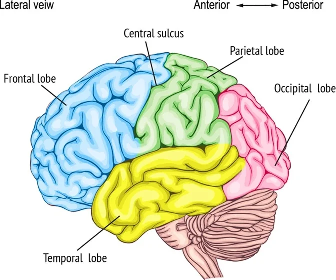 <p>Primary motor cortex, premotor cortex, Broca’s area, and the frontal eye field</p>