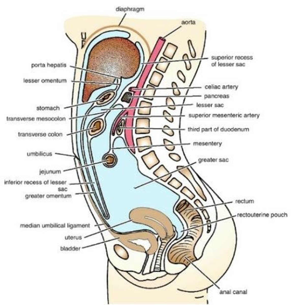 <p>anterior</p>