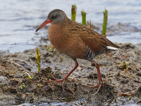 <p>gray cheeks with long red bill</p>