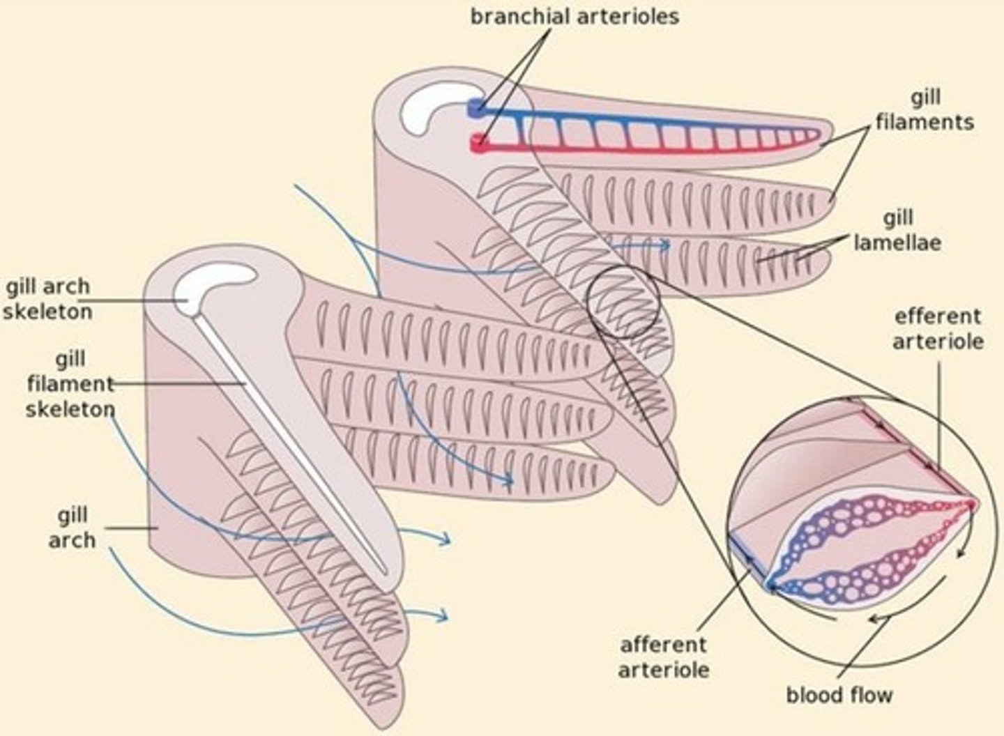<p>Fish gills are stacks of gill filaments, each covered with gill lamellae at right angles.</p>