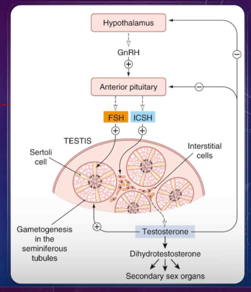 <ul><li><p>similar to ovarian cycle, it’s controlled by the <strong>hypothalamus</strong>, which release GnRH onto the gonadotrophs of the anterior pituitary</p></li><li><p>stimulation of the anterior pituitary will also release FSH and interstitial cell-stimulating hormone (<strong>ICSH</strong>), which is the same as LH in females</p><ul><li><p>ICSH stimulates production of testosterone from interstitial cells</p><ul><li><p>has an effect on primary and secondary sex characteristics</p><p>FSH and testosterone maintains <strong>seminiferous tubules</strong> which support sperm production (gametogenesis) through Sertoli cells</p></li></ul></li><li><p>testosterone and dihydrotestosterone are secreted into the blood are also responsible for secondary sex characteristics (eg body hair)</p></li></ul></li></ul>