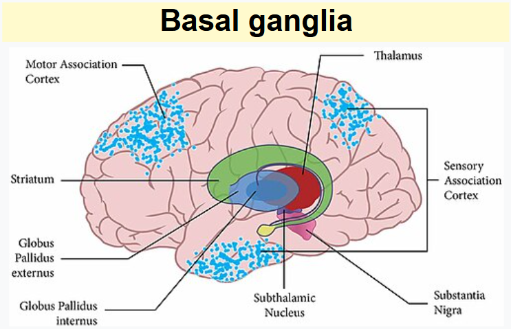 <ul><li><p><strong>Prefrontale cortex:</strong><br>Betrokken bij planning, organisatie, impulscontrole en besluitvorming. Verminderde activiteit in dit gebied hangt samen met impulsiviteit en aandachtsproblemen.</p></li><li><p><strong>Striatum (deel van basale ganglia):</strong><br>Verantwoordelijk voor beweging, motivatie en beloningsverwerking. <span>Het striatum ontvangt input van de prefrontale cortex en andere hersengebieden en is betrokken bij het aansturen van doelgericht gedrag. </span>Problemen hierin kunnen leiden tot verminderde impulscontrole, beloningsverwerking en motivatie.</p></li><li><p><strong>Cerebellum:</strong><br>Achterin de hersenen, betrokken bij timing en coördinatie. Werkt samen met de prefrontale cortex voor tijdsbeleving en planning.</p></li></ul><img src="https://knowt-user-attachments.s3.amazonaws.com/47d88abd-941c-4ba8-af90-d3d112c26e3c.png" data-width="100%" data-align="center"><p></p>