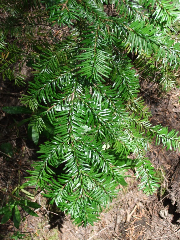 <p>cylindrical cones, green above, no bloom. two white bands on underside. connection to limb is curved</p>
