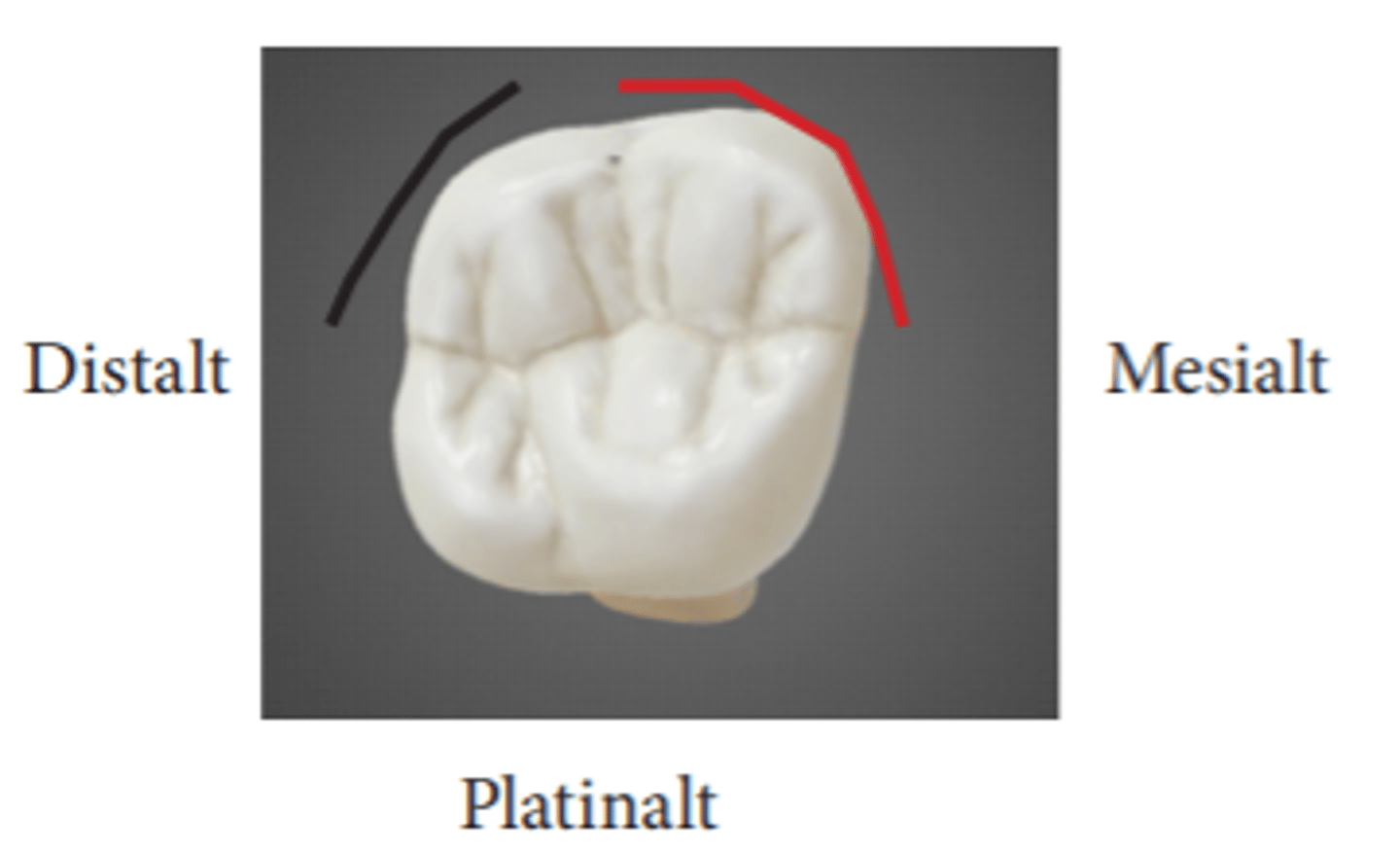 <ul><li><p>Innebär att från en tands <strong><mark data-color="green" style="background-color: green; color: inherit">labiala/buckala yta</mark></strong> <em>ur ocklusal/incisal aspekt</em>, kan man se att den är mer <mark data-color="green" style="background-color: green; color: inherit"><u>prominent vid den mesiala delen.</u></mark></p></li><li><p>Att tänderna är formade på detta sätt ger upphov till <em>tandbågen</em>. Man kan genom böjningstecknet se vilken <em>kvadrant</em> en tand tillhör.</p></li></ul><p></p>