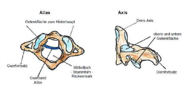<p>Atlas (1.) &amp; Axis (2.)</p><ul><li><p>Querband Atlas → Dens Axis wird dort gehalten</p></li></ul><p></p>