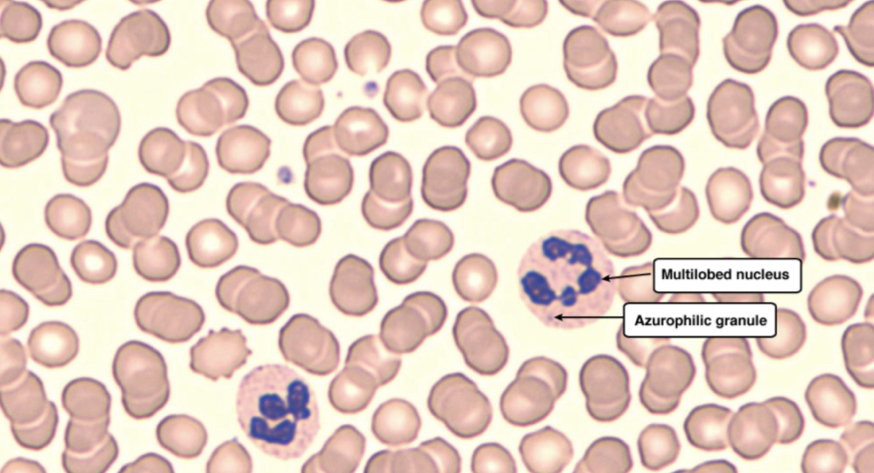 Which cell is this?