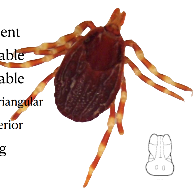 Identify the genus