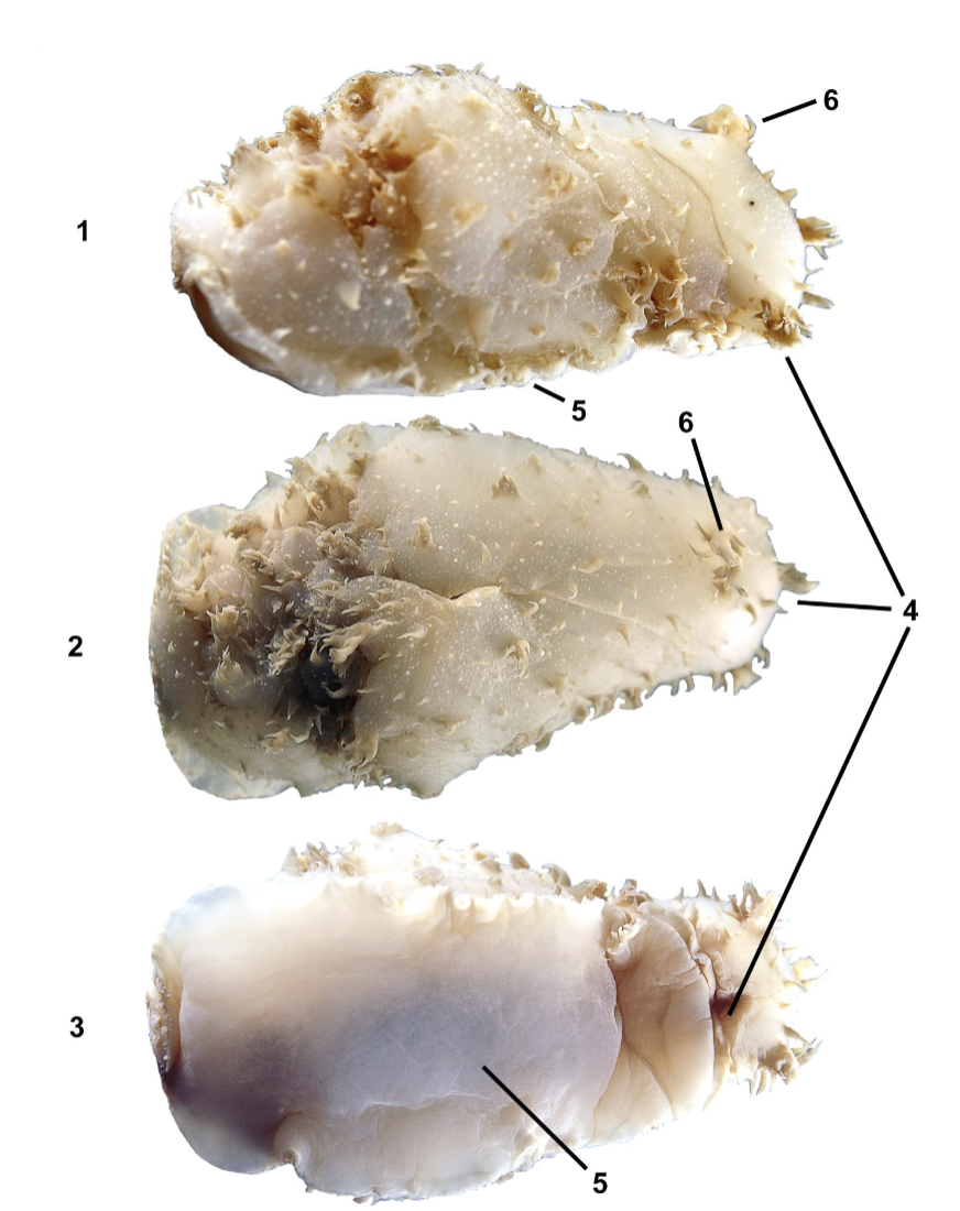 <p>Identify the labeled parts of this organism</p>