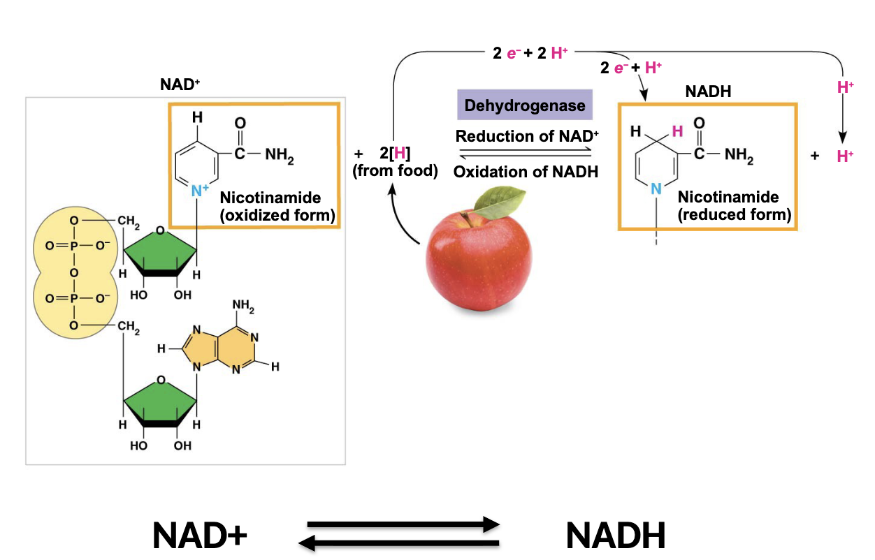 <p>what happened to NAD+ here</p>