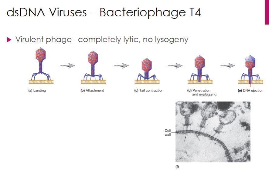 <p>The life cycle of T4 bacteriophage (family Myoviridae, species Enterobacteria phage T4) serves as our example of a virulent (lytic) dsDNA phage. Cell lysis is the outcome of an infection with a lytic bacteriophage. T4 attachment begins when a long tail fiber contacts either the lipopolysaccharide or certain proteins in the outer membrane of its Escherichia coli host. This process is outlined in figure 18.20. Within 2 minutes after entry of T4 DNA into an E. coli cell, the E. coli RNA polymerase starts synthesizing T4 early mRNA. One of the first T4 genes to be expressed encodes a protein that binds to the host enzyme RNaseE and directs it to degrade host mRNA. This frees host ribonucleotides and ribosomes for transcription and translation of T4 genes. Within 5 minutes, viral DNA synthesis commences, catalyzed by a virus-encoded DNA-dependent DNA polymerase. DNA replication is initiated from several origins of replication and proceeds bidirectionally from each. Viral DNA replication is followed by the synthesis of late mRNAs, which are important in later stages of the infection. -The linear dsDNA genome of T4 is generated in an interesting manner involving the formation of long DNA molecules called concatemers, which are composed of several genome units linked together in the same orientation (figure 18.22). This is made possible because each progeny viral DNA molecule has single-stranded 3&apos; ends. These ends participate in homologous recombination with double-stranded regions of other progeny DNA molecules, generating concatemers. During assembly, concatemers are cleaved such that the genome packaged in the capsid is slightly longer than the T4 gene set. Thus each progeny virus has a genome unit that begins with a different gene and ends with the same set of genes. If each viral genome were circularized, the sequence of genes in each virion would be the same. Therefore the T4 genome is said to be terminally redundant and circularly permuted, and the genetic map of T4 is drawn as a circular molecule.</p><p>-The formation of new T4 phage particles is an exceptionally complex self-assembly process that involves viral proteins and some host cell factors (figure 18.11). A critical step in T4 virion construction is filling the head portion of the virion with the T4 genome. This is no simple matter-the dsDNA genome is somewhat rigid and has many negatively charged moieties. Therefore the dsDNA must be crammed into the capsid. This is accomplished by a complex of proteins sometimes called the &quot;packasome.&quot; The T4 packasome has more power than an automobile engine. The packasome includes a protein called terminase, which has two functions: to cut the concatemers formed during T4 genome replication and to coordinate the insertion of DNA into the T4 head. Terminase threads the end of the T4 genome through a portal, where it enters the phage head using energy supplied by ATP hydrolysis. The packasome has been proposed to move the DNA by causing a transition from B-form DNA to A- form DNA, and then reversing back to B-form DNA. This compresses the helix like a spring. When the phage head is filled with a DNA molecule roughly 3% longer than the length of one set of T4 genes, terminase then makes a second cut, and the packaging process for that head is complete. Terminase then leaves the head, and several other viral proteins bind at the portal through which the DNA entered. This seals the head and prepares it for addition of the tail and tail fibers. Finally, virions are released so that they can infect new cells and begin the cycle anew. T4 lyses E. coli when about 150 virus particles have accumulated in the host cell. T4 encodes two proteins to accomplish this. The first, called holin, creates holes in the E. coli plasma membrane. The second, an endolysin called T4 lysozyme (distinct from the gp5 lysozyme used for bacteriophage entry), degrades peptidoglycan in the host&apos;s cell wall. Thus the activity of holin enables T4 lysozyme to move from the cytoplasm to the peptidoglycan so that both the plasma membrane and the cell wall are destroyed.</p>
