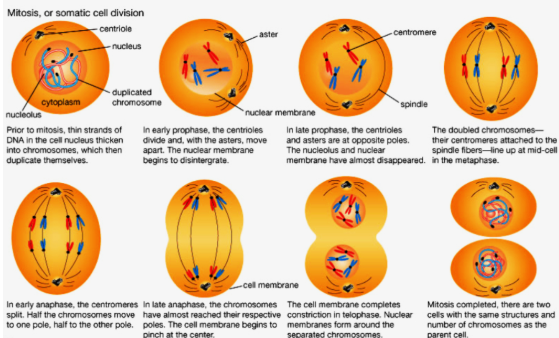 <ul><li><p><span style="background-color: transparent;">start with a single cell and end with 2 cells (daughter cells— identical to each other and identical to the original)…if the daughter cells are different then the original then it changes functions and this is usually due to a mutation…these mutation can possibly lead to cancer …mutation in cell division is bad (if it leads to cancer)</span></p><ul><li><p><span style="background-color: transparent;">not all mutations are bad&nbsp;</span></p></li></ul></li><li><p><span style="background-color: transparent;">mitosis is splitting of the cell&nbsp;</span></p></li><li><p><span style="background-color: transparent;">most mutations occur before the cell starts to divide (prior to mitosis)…and once the cell commits to dividing its going to divide&nbsp;</span></p></li><li><p><span style="background-color: transparent;">not all cells divide and replicate at the same rate and not all cells divide…</span></p><ul><li><p><span style="background-color: transparent;">e.g. you have never heard of heart cancer…the only ‘heart’ cancer is due to the cells in the SAC around the heart becoming cancerous (pericardial cancer)</span></p></li><li><p><span style="background-color: transparent;">e.g. skin cells go through mitosis often as compared to muscles cells&nbsp;</span></p></li><li><p><span style="background-color: transparent;">cells that become cancer HAVE to be able to divide&nbsp;</span></p></li><li><p><span style="background-color: transparent;">epithelial cells tend to be the cells that turn cancerous…a lot of our structures are lined with epithelial cells</span></p><ul><li><p><span style="background-color: transparent;">main function of epithelial cells = protection&nbsp;</span></p></li></ul></li></ul></li><li><p><span style="background-color: transparent;">Our cells don’t want to grow it takes a lot of effort to grow… they also have to be told to grow…and are only told to divided&nbsp;&nbsp;</span></p><ul><li><p><span style="background-color: transparent;">if you have more pro growth signals than anti growth signals then the cell with grow and vice versa…and this is regulated and specific&nbsp;</span></p></li><li><p><span style="background-color: transparent;">cells in a HEALTHY individual ONLY grow when they are told to&nbsp;</span></p></li></ul></li><li><p><span style="background-color: transparent;">2 people that have colon cancer have different cancers because the cause is different so a treatment that works for one person might not work for another which makes it difficult to cure cancer&nbsp;</span></p></li><li><p><span style="background-color: transparent;">not all mutations are bad though… a giraffe has mutated to be able to reach vegetation high above&nbsp;</span></p></li></ul><p></p>