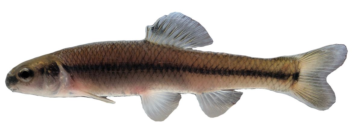 <p>Leuciscidae;</p><p><span><span>Bluntnose Minnow;</span></span></p><p><span><span>Pimephales notatus</span></span></p>