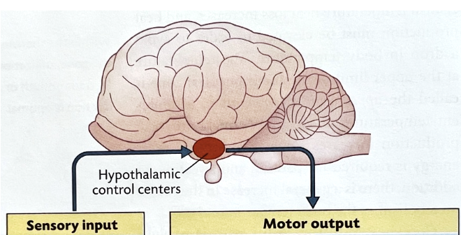<p>is the *<strong><em>thermostat*</em></strong></p><ul><li><p><strong><u>Sensory Input</u></strong></p><ul><li><p><strong>Warmth and Cold Sensors In:</strong> skin, internal organ, hypothalamus</p></li></ul></li><li><p><strong><u>Motor Output</u></strong></p><ul><li><p><strong>Heat Stress:</strong> behavior, increased skin blood flow, sweating, panting</p></li><li><p><strong>Cold Stress:</strong> behavior, reduced skin blood flow, shivering, activation of brown adipose tissue, hormone secretion </p></li></ul></li></ul><p></p>