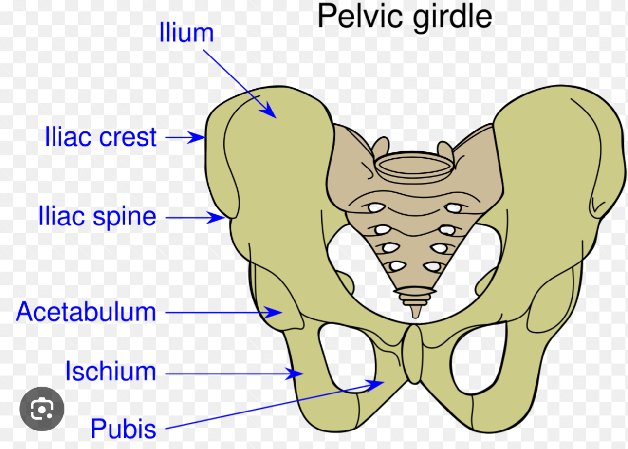 <p>Curved by boney ridge at the top of the hip bone</p>
