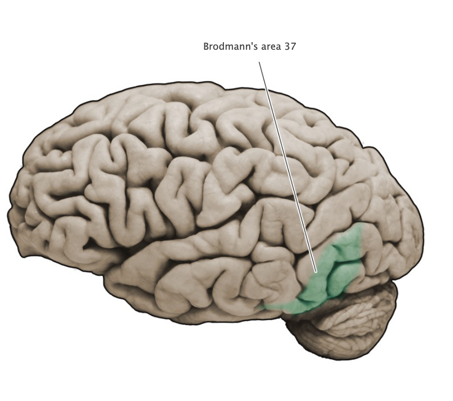 <p>Brodmann's area 37</p>