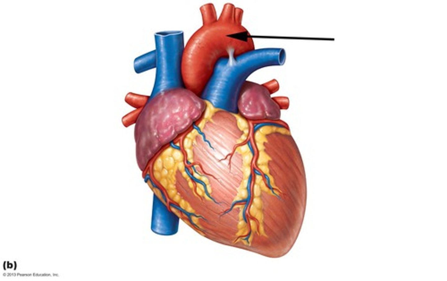 <p>Area supplied: Systemic circulation</p><p>Terminal branch: Thoracic (descending) aorta</p><p>Relationship: Gives rise to the brachiocephalic trunk, left common carotid, and left subclavian arteries</p>