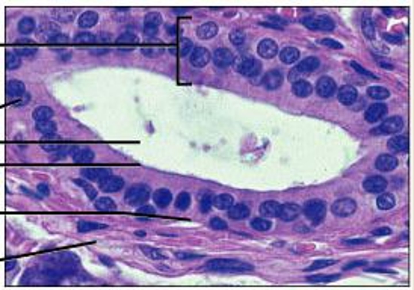 <p>Function: protection</p><p>Location: Largest ducts of sweat glands, mammary glands, and salivary glands.</p>