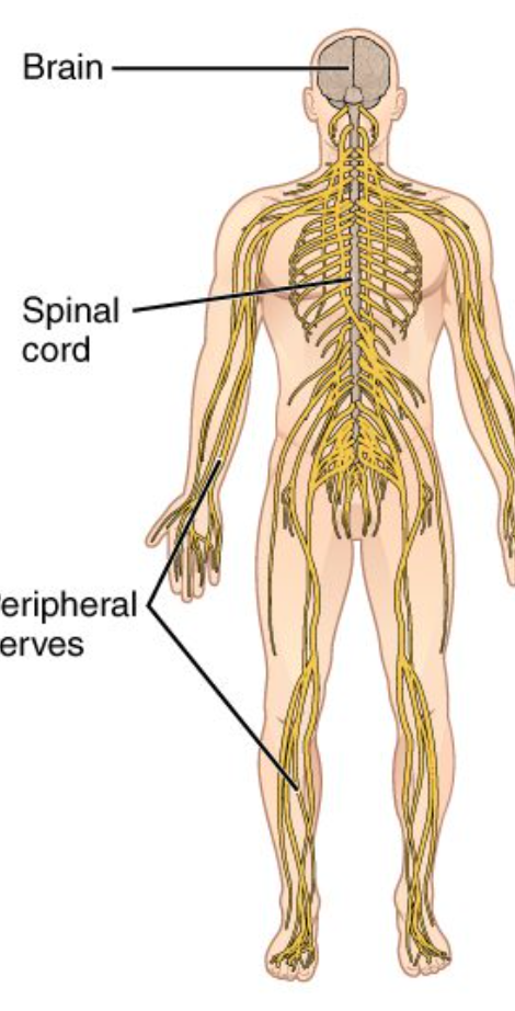 <p>Nervous System</p>