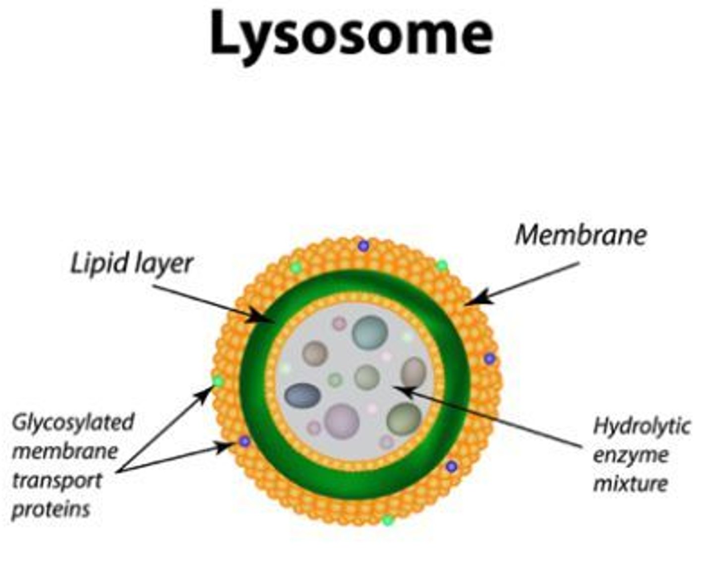 <p><strong><span style="text-decoration:underline">Description:</span></strong></p><p>Formed when the vesicles produced by Golgi contain enzymes such as proteases and lipases; up to 1.0 μm in diameter; they're abundant in secretory cells (e.g epithelial cells) and phagocytic cells; they contain:</p><p>1) <span style="text-decoration:underline">Lysozymes:</span></p><p>- Enzymes which hydrolyse the cells walls of certain bacteria.</p><p>- There can be up to 50 lysozymes in a single lysosome.</p><p>- Lysosomes isolate lysozymes from the rest of the cell before releasing them to either the outside or into a phagocytic vesicle within the cell.</p><p><strong><span style="text-decoration:underline">Function:</span></strong></p><p>- Hydrolyses material ingested by phagocytic cells (e.g. white blood cells and bacteria).</p><p>- Release enzymes to the outside of the cell (exocytosis) in order to destroy material around the cell.</p><p>- Digest worn out organelles so that the useful chemicals they're made of can be re-used.</p><p>- Completely break down cells affter they have died (autolysis).</p>