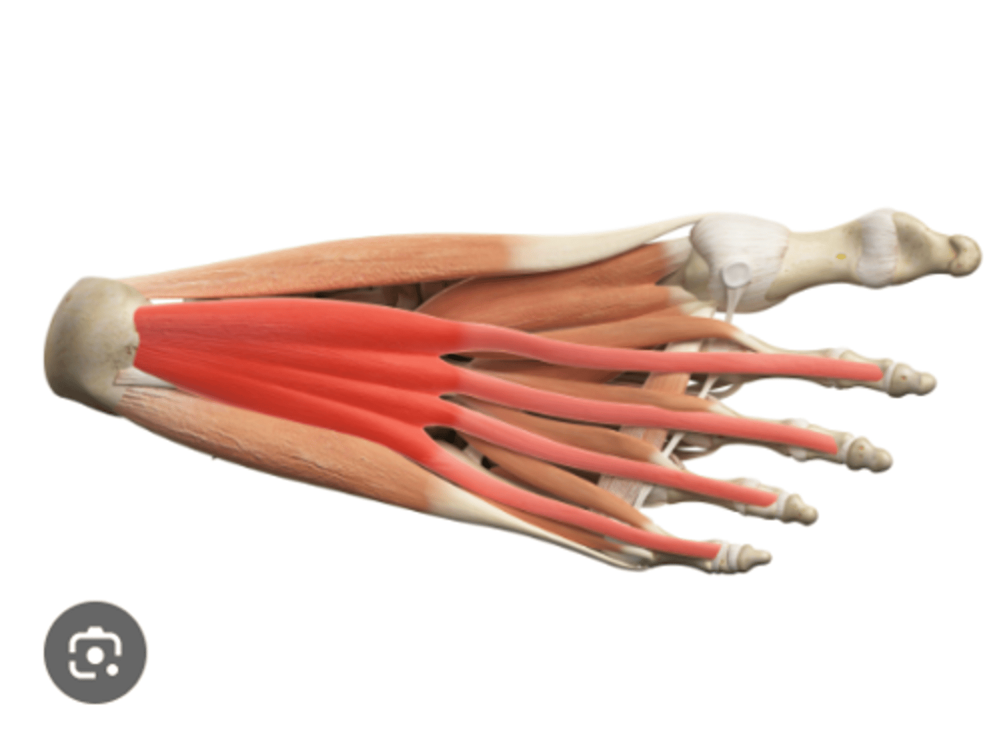 <p>what is this muscle?</p>