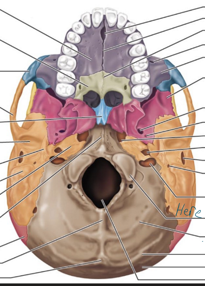 knowt flashcard image