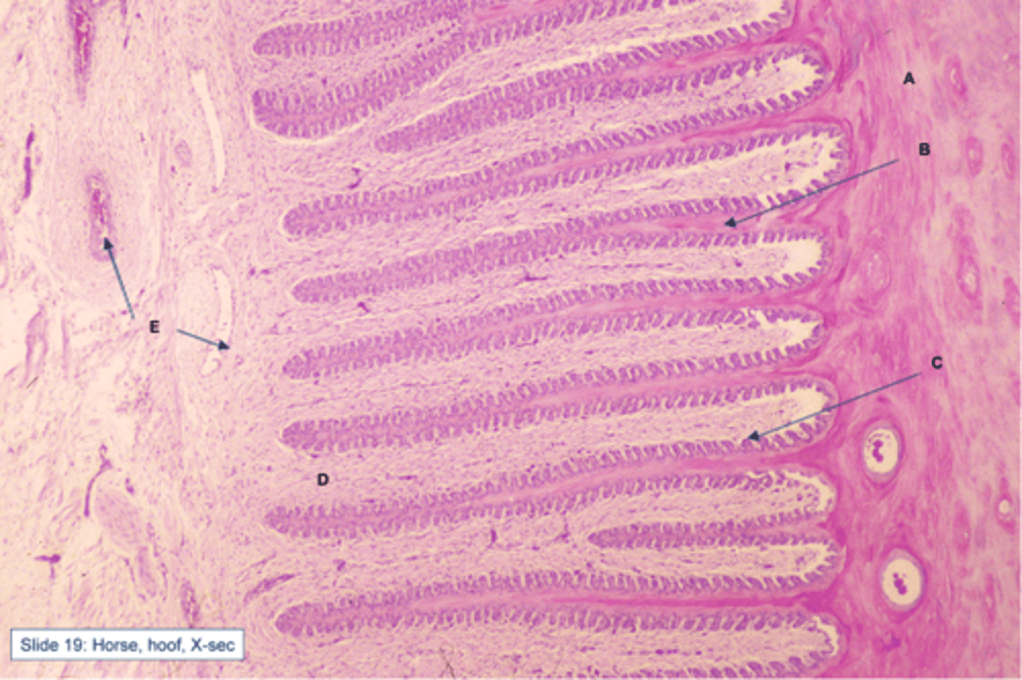 <p>The finger-like projections of the strong tissue that attach the hoof to the bones underneath.</p>