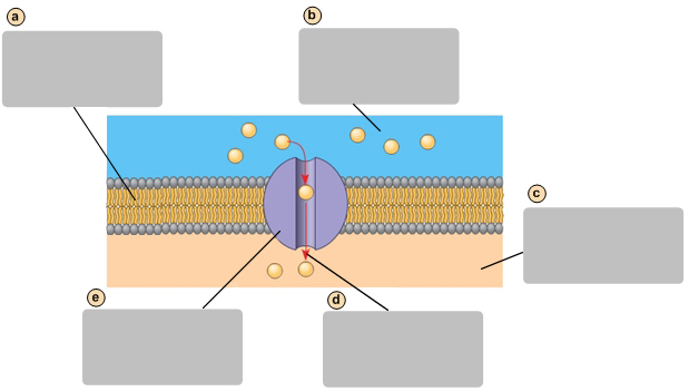 <p>C</p>