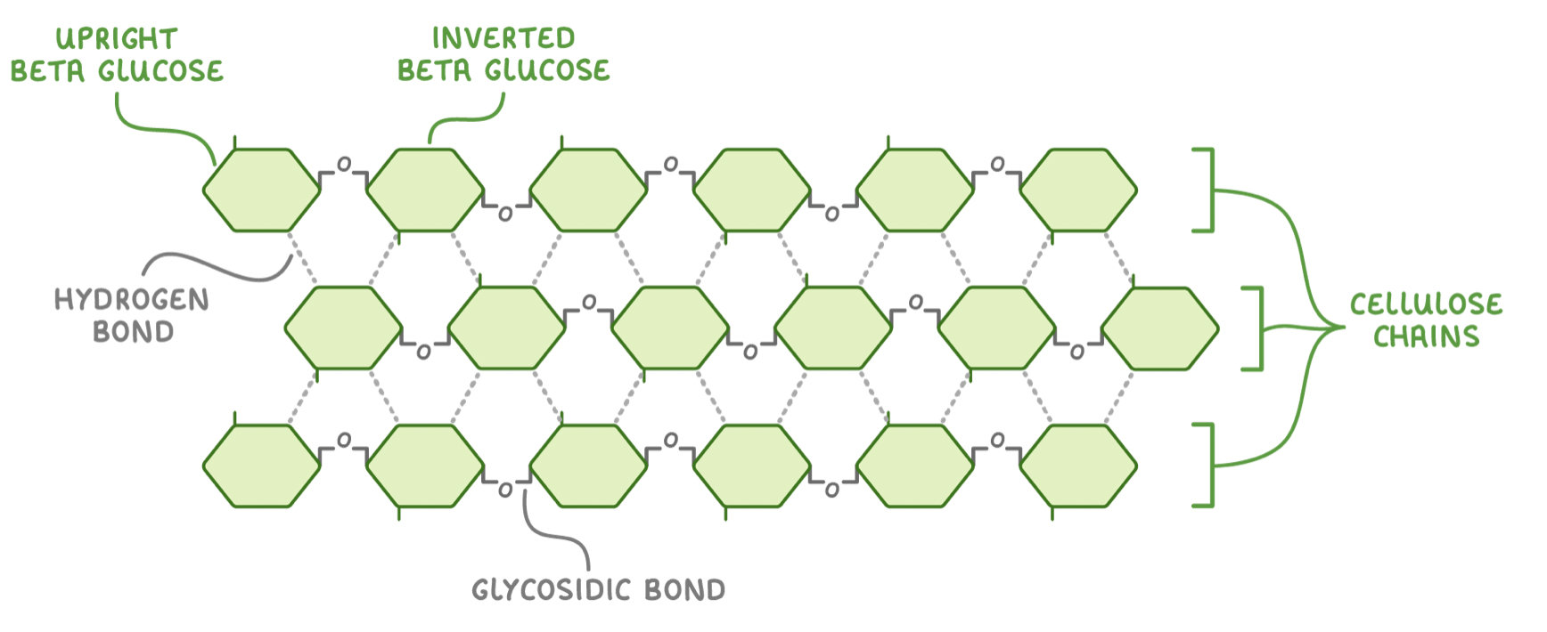 <p><span>Cellulose is a polysaccharide formed from beta-glucose. Its primary use is to provide structural support for plant cell walls.</span></p><p><span>Cellulose&nbsp;is made up of many&nbsp;beta-glucose&nbsp;monomers joined together via glycosidic bonds. However, if two beta-glucose monomers line up next to each other, the hydroxyl groups on carbon 1 and carbon 4 are too far from each other to react.&nbsp;</span></p><p><span>To fix this, every other beta-glucose molecule is inverted by 180° (flipped upside down). This brings the hydroxyl groups (OH) close enough together to react.</span></p><p><span>When many beta-glucose monomers join together they form long,&nbsp;straight, unbranched chains. The alternating inversion of the beta glucose molecules also allows for&nbsp;hydrogen bonds&nbsp;to form between individual chains. Although each hydrogen bond itself is relatively weak, the huge number of these bonds provides great strength to cellulose as a whole.</span></p>