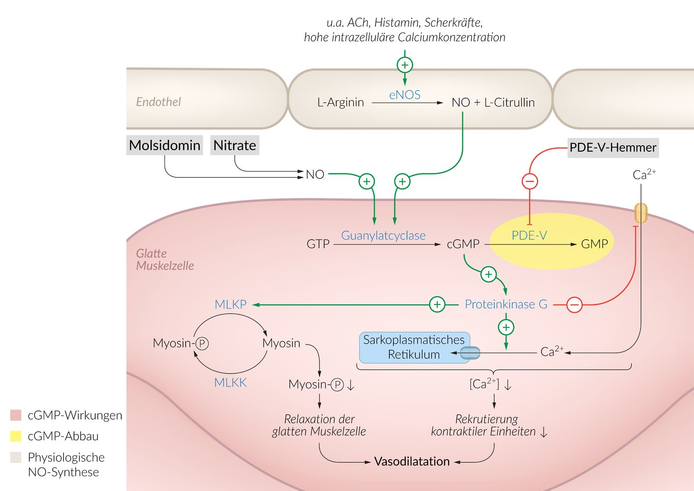 <p>D. Increase in cytosolic cGMP concentration and thereby activation of myosin light-chain phosphatase</p>