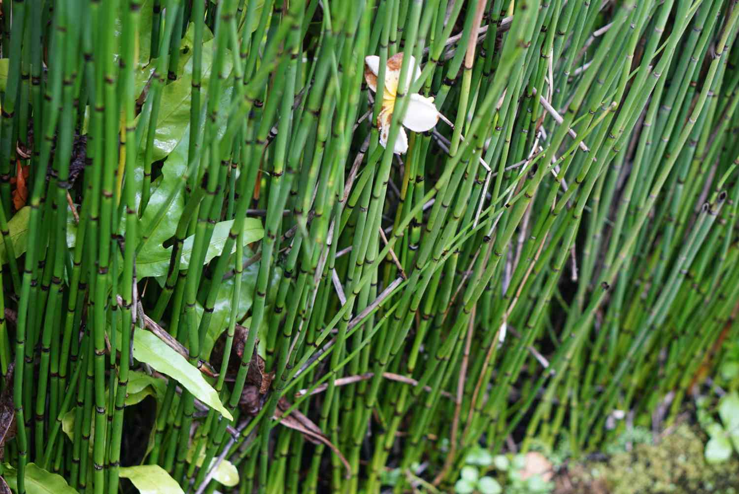 <p>Horsetails (scouring rushes)</p>
