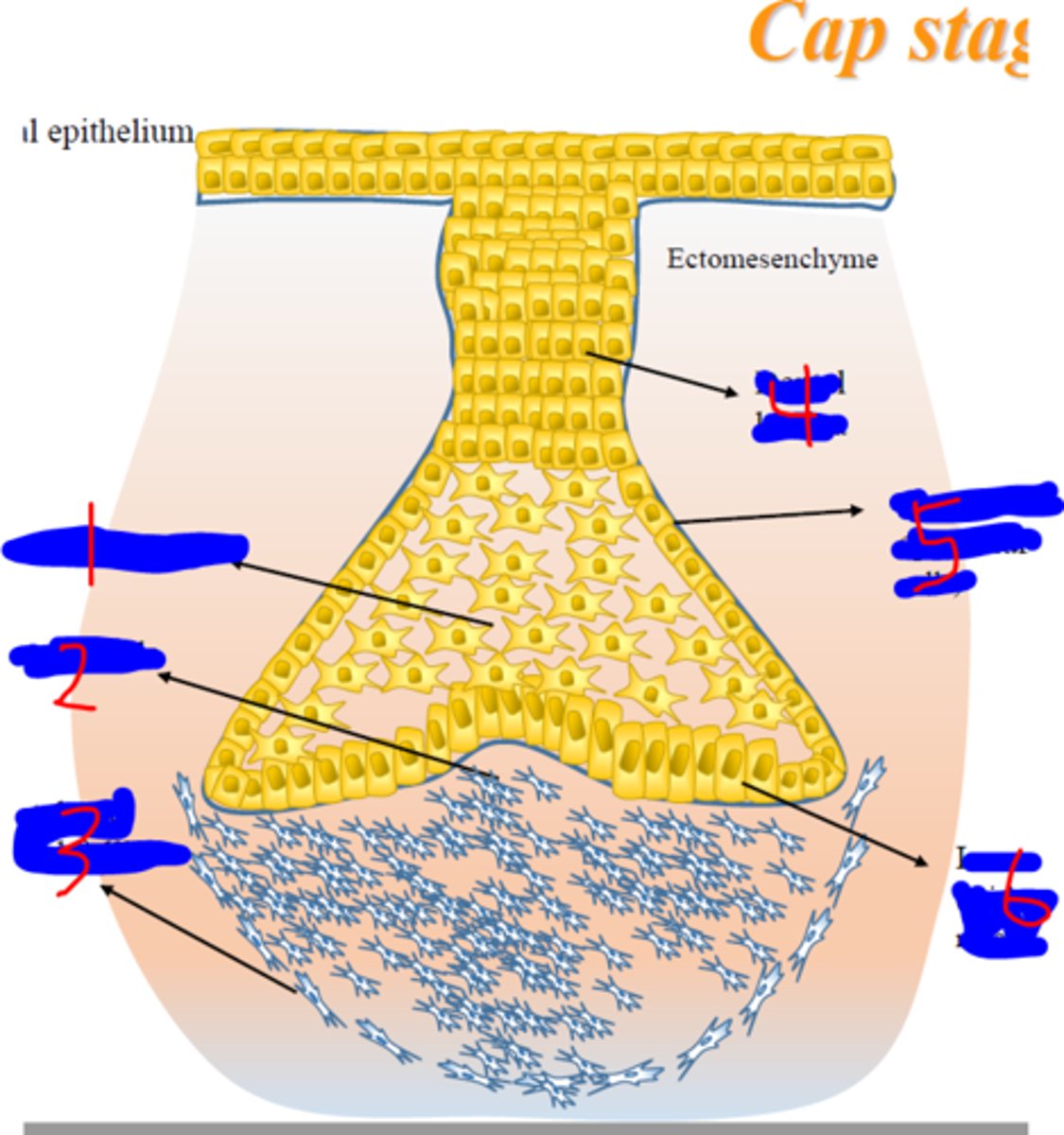 <p>Between IEE and OEE, ectodermal cells</p>