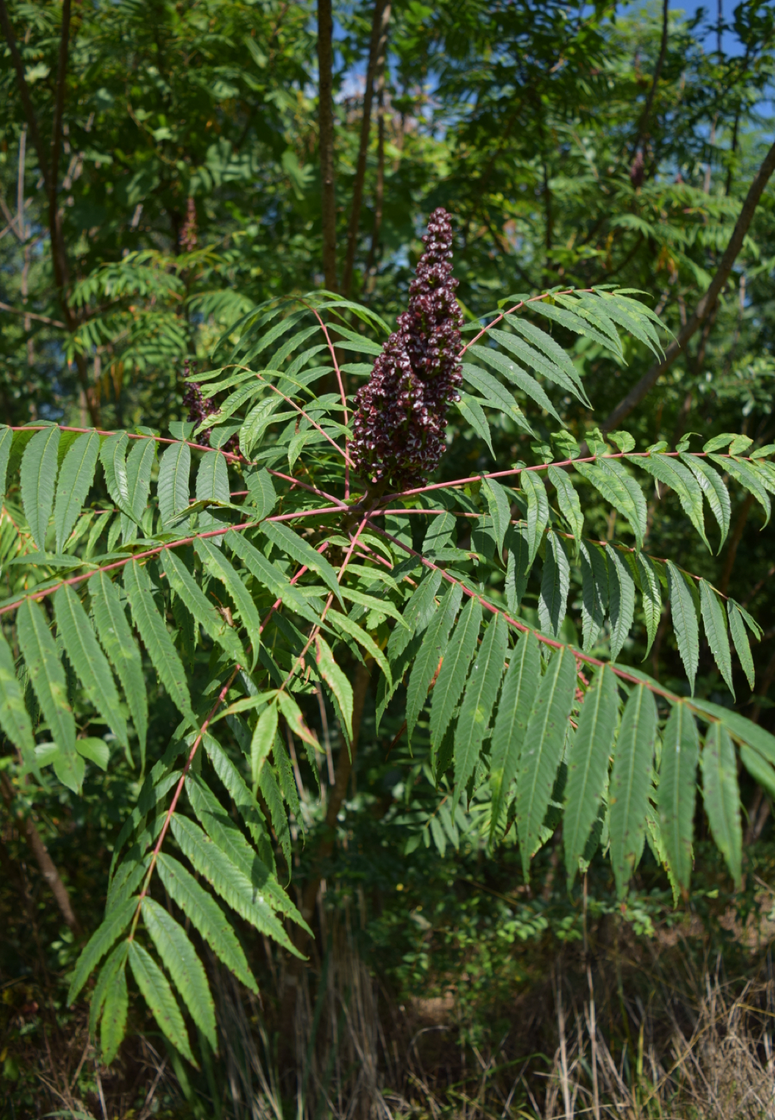 <p>smooth sumac</p>