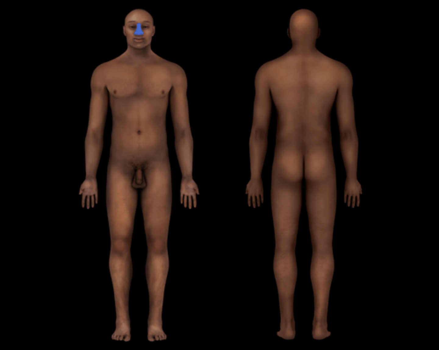 <p>nose</p>