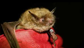 <p>Mammalia, Chiroptera, Vespertilionidae</p><p>Myotis sodalis</p>