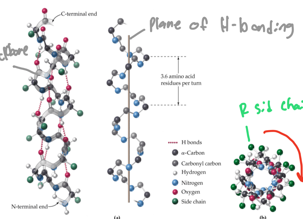 <p>What is a single protein chain coiled clockwise by many hydrogen bonds?</p>