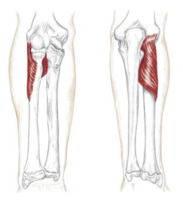 <p>what muscle is this </p>