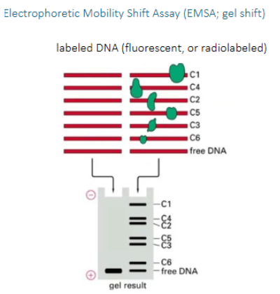 <p>electrophoretic mobility shift assay. On a nondenaturing gel, proteins attached to DNA do not detach. Using this, you can see which proteins are attached to a DNA sequence based on their relative size in a gel</p>
