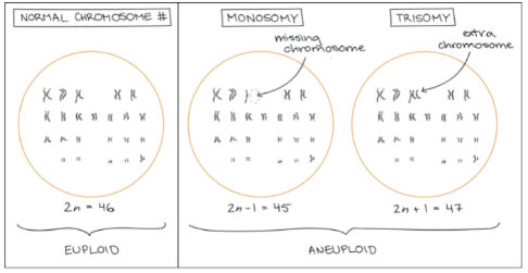 <ul><li><p>Monosomy and trisomy.</p></li><li><p>Monosomy is missing a chromosome (2n - 1 = 45 chromosomes), whereas trisomy is an extra chromosome (2n + 1 = 47 chromosomes).</p></li></ul><p></p>