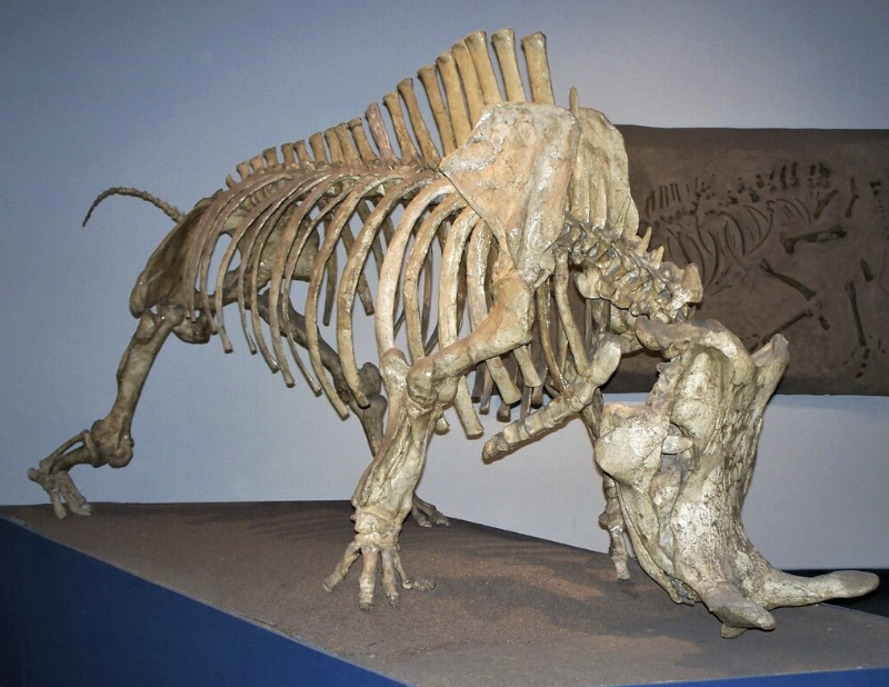 <p>Genus</p>
