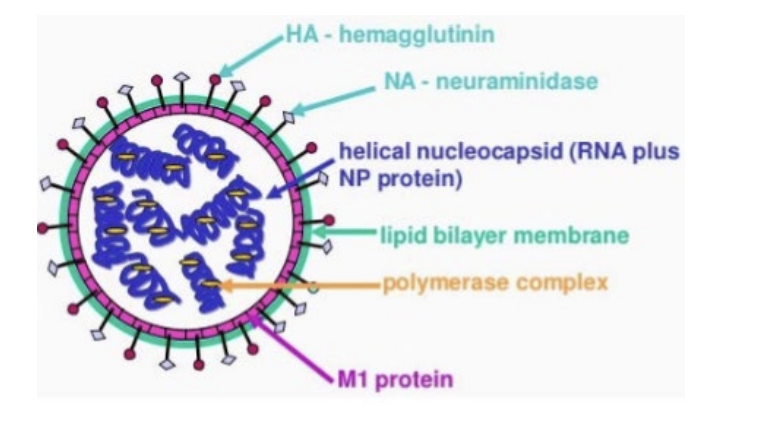 <ul><li><p><span><span>Viruses mutate faster because…</span></span></p></li></ul><p></p>