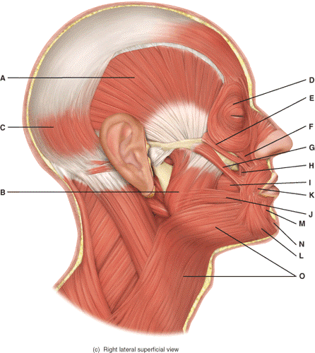 <p>Name the muscle labeled “O” (one word - all lowercase)</p>