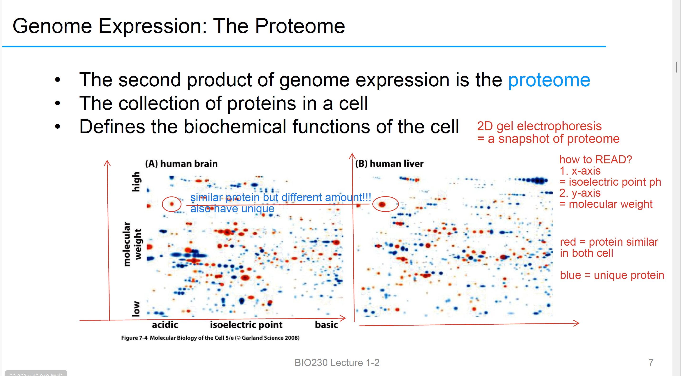 <ul><li><p>基因表达的第二个产物</p></li><li><p>是所有Protein in the cell</p></li><li><p><strong>2D gel electrophoresis </strong></p></li></ul><p>1. x-axis= isoelectric point ph</p><p>2. y-axis= molecular weight</p><p></p>
