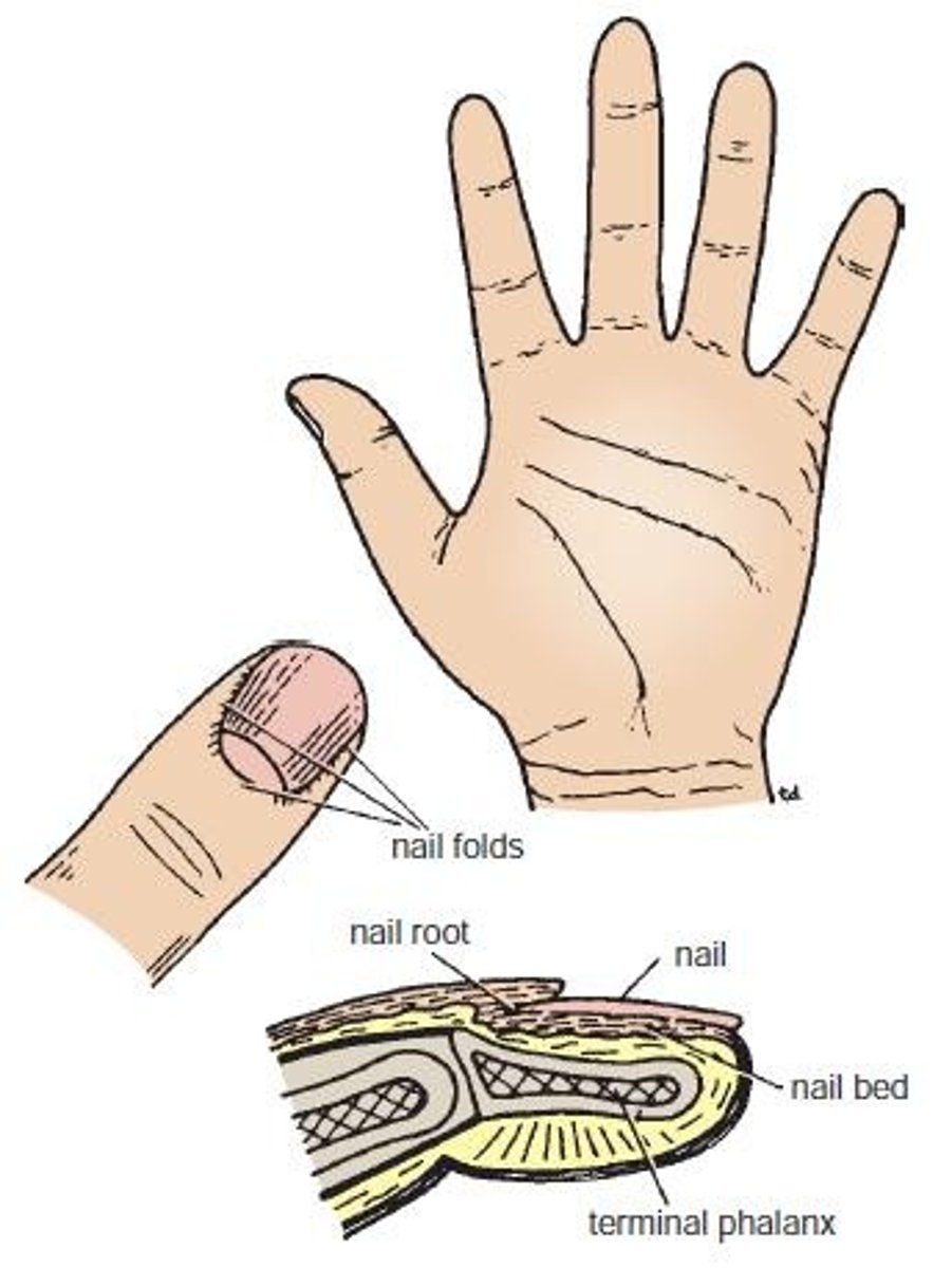 <p>Keratinized plates on the dorsal surfaces of the tips of the fingers and toes.</p>