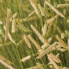 <p>Blonde Ambition Blue Grama Grass</p><p><em>(Bouteloua gracilis ‘Blonde Ambition’)</em></p>