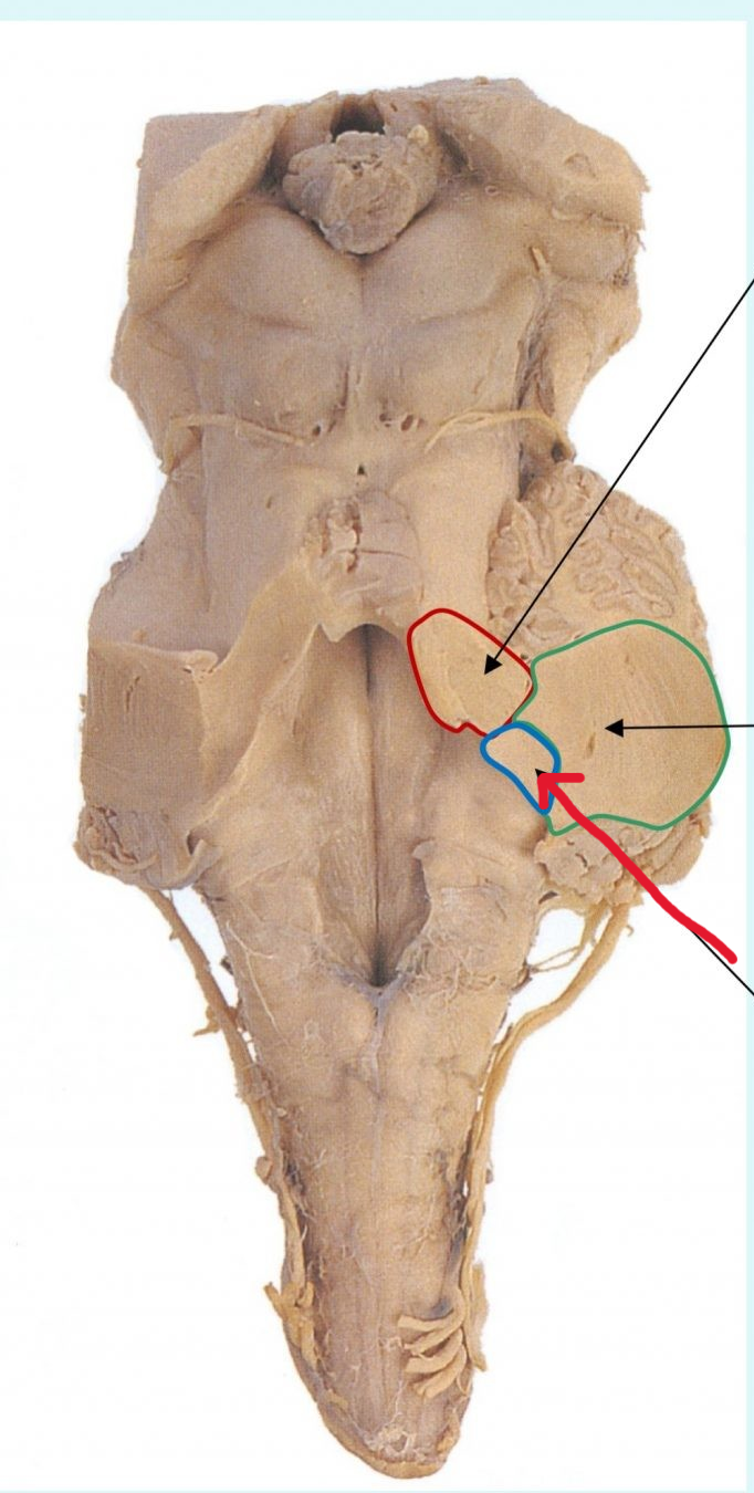 <p>Structure. Back of the seahorse legs</p>