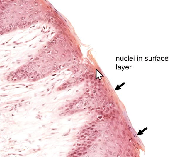 <p>living (have nuclei)</p>