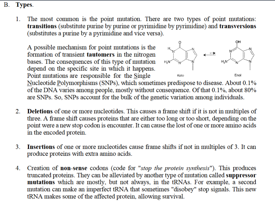 <p>1.The<strong> most common</strong> is the <strong>point mutation. </strong>A <strong>point mutation</strong> is a <strong>change in a single nucleotide</strong> (one “letter”) in the DNA sequence. There are <strong>two types of point mutations:</strong></p><p><strong>transitions</strong> (substitute purine by purine or pyrimidine by pyrimidine) and transversions (substitutes a purine by a pyrimidine and vice versa).</p><p>A <strong>transition</strong> mutation is a change <strong>within the same class</strong> of nitrogenous base:</p><ul><li><p>purine → purine (A <span>↔</span> G)</p></li><li><p>pyrimidine → pyrimidine (C <span>↔</span> T)</p></li></ul><p>a transition is a “mild” or “small” shift—<strong>moving across within the same category</strong></p><p>transversion: “a turning across”</p><p>A <strong>transversion</strong> mutation is a change <strong>between classes</strong>:</p><ul><li><p>purine → pyrimidine</p></li><li><p>pyrimidine → purine</p></li></ul><p>A <strong>possible mechanism</strong> for <strong>point mutations</strong> is the formation of transient <strong>tautomers</strong> in the <strong>nitrogen bases</strong>. The <strong>consequences</strong> of this<strong> type of mutation</strong> depend on the <strong>specific site</strong> in which it happens.</p><p><strong>1. Nitrogenous bases can temporarily shift shape (tautomers)</strong></p><p>DNA bases (A, T, G, C) normally exist in their <strong>common form</strong>, but sometimes they <strong>spontaneously shift</strong> into a rare alternative form called a <strong>tautomer</strong>.</p><ul><li><p>Adenine (A) can switch to an <strong>imino</strong> form</p></li><li><p>Cytosine (C) can switch to an <strong>imino</strong> form</p></li><li><p>Guanine (G) and Thymine (T) can switch to an <strong>enol</strong> form</p></li></ul><p><strong>Keto form</strong></p><ul><li><p>Has a <strong>carbonyl group</strong> (C=O)</p></li><li><p>This is the <strong>more stable, more common</strong> form for DNA bases (like thymine and guanine).</p></li></ul><p><strong>Enol form</strong></p><ul><li><p>Has an <strong>OH group attached to a carbon–carbon double bond</strong> (C=C–OH)</p></li><li><p>This is a <strong>rare, unstable</strong> form</p></li></ul><p><strong>Keto ⇌ Enol</strong></p><p>This reversible chemical shift is called <strong>tautomerization</strong></p><p><strong>2. A tautomer <u>pairs incorrectly</u> during DNA replication</strong></p><p><strong>Because the tautomer</strong> has a<strong> slightly different structure</strong>, it <strong>base-pairs wrong</strong>:</p><ul><li><p>A* (rare form) pairs with C instead of T</p></li><li><p>C* pairs with A instead of G</p></li><li><p>G* pairs with T instead of C</p></li><li><p>T* pairs with G instead of A</p></li></ul><p>So <strong>during replication,</strong> the <strong>DNA polymerase</strong> inserts the <strong>wrong nucleotide</strong>.</p><p><strong>3. <u>After replication, the mismatch becomes permanent</u></strong></p><ol><li><p>One daughter strand keeps the <strong>original correct base</strong></p></li><li><p>The other daughter strand incorporates the <strong>incorrect base</strong></p></li></ol><p>After another round of replication, the incorrect base becomes <strong>locked in</strong> as a <strong>substitution mutation</strong> (transition or transversion).</p><p>This is how a simple tautomer shift → <strong>point mutation</strong>.</p><p>This creates a <strong>mismatched base pair</strong> → the first step of a <strong>point mutation</strong>.</p><p>These rare forms have <strong>different hydrogen-bonding patterns</strong></p><p></p>