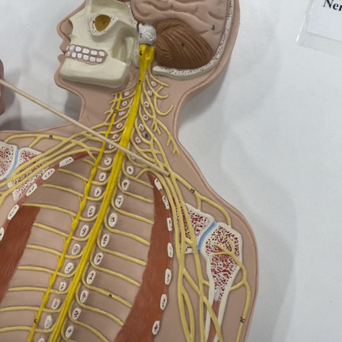 <p>Identify the structure.</p>